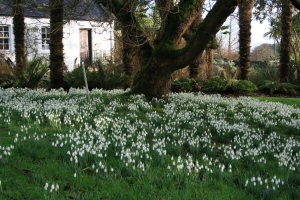 This quaint bed of snowdrops had my swooning all day. RBGE Logan. 