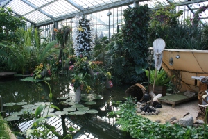 A part of the displays at the Orchids show at Royal Botanic Gardens, Kew.