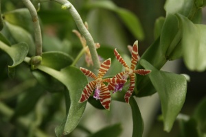 The flowers on Trichoglottis smithii looked like exotic sea stars and it gave off a strong sweet and spicy fragrance.