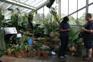 Here are the first batch of orchids waiting to be placed behind glass and out in the beds.